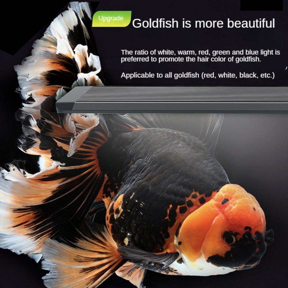 إضاءة حوض السمك مع عدسة بصرية، - مراجعة Marine Aquarium In Clearwater وسعره