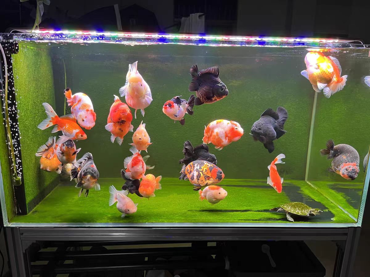 إضاءة حوض السمك مع عدسة بصرية، - مراجعة Marine Aquarium In Clearwater وسعره